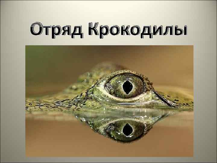 Отряд Крокодилы 