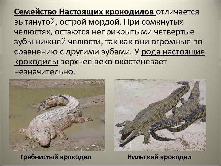   Семейство Настоящих крокодилов отличается вытянутой, острой мордой. При сомкнутых челюстях, остаются неприкрытыми