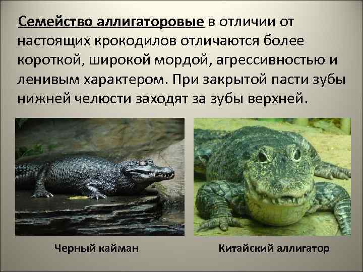 Семейство аллигаторовые в отличии от  настоящих крокодилов отличаются более короткой, широкой мордой, агрессивностью