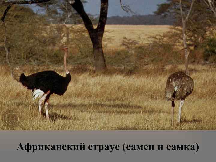 Африканский страус (самец и самка) 