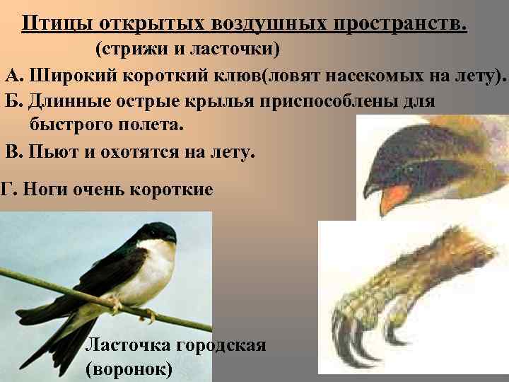  Птицы открытых воздушных пространств.  (стрижи и ласточки) А. Широкий короткий клюв(ловят насекомых