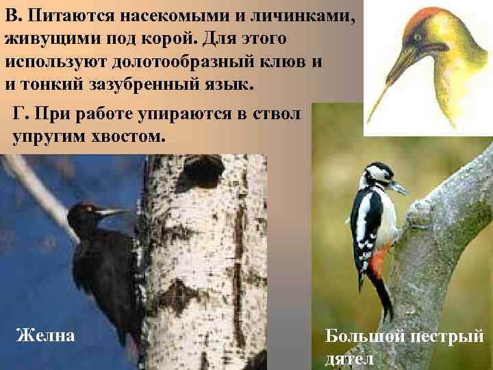 В. Питаются насекомыми и личинками, живущими под корой. Для этого используют долотообразный клюв и