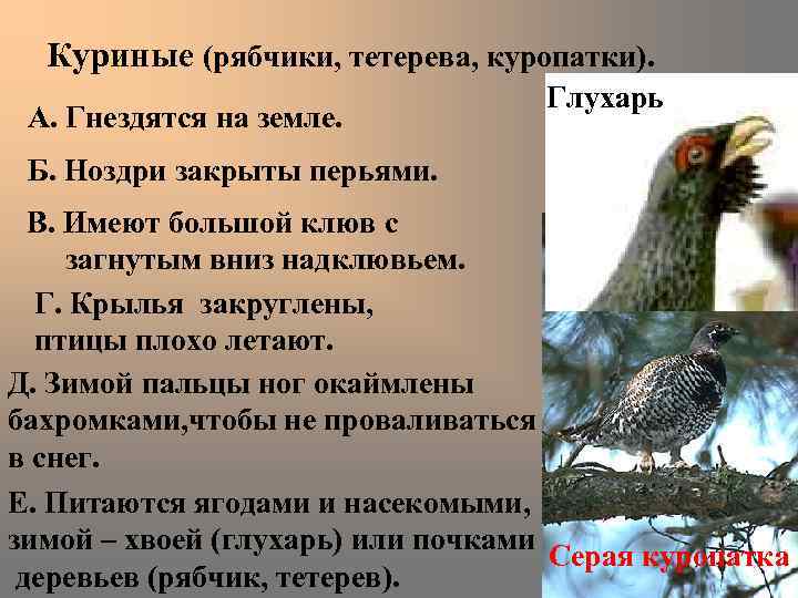  Куриные (рябчики, тетерева, куропатки).       Глухарь А. Гнездятся