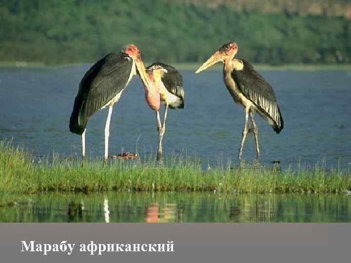 Марабу африканский 