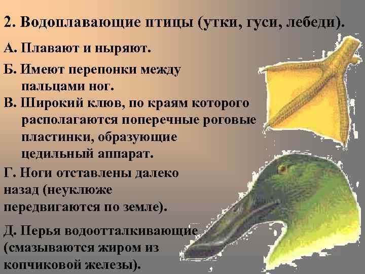 2. Водоплавающие птицы (утки, гуси, лебеди). А. Плавают и ныряют. Б. Имеют перепонки между