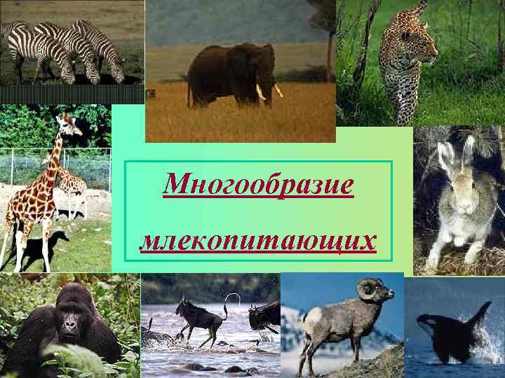  Многообразие млекопитающих 