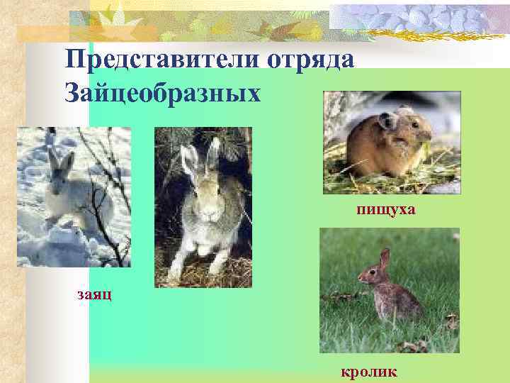 Представители отряда Зайцеобразных     пищуха  заяц    кролик