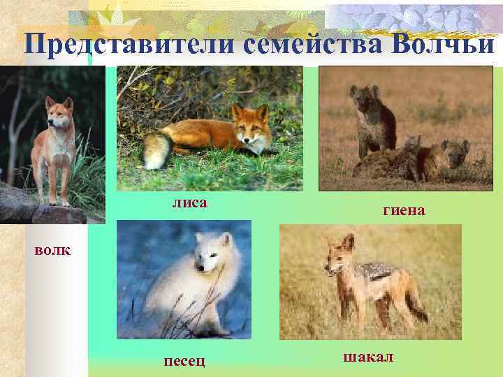 Представители семейства Волчьи   лиса   гиена волк   песец 