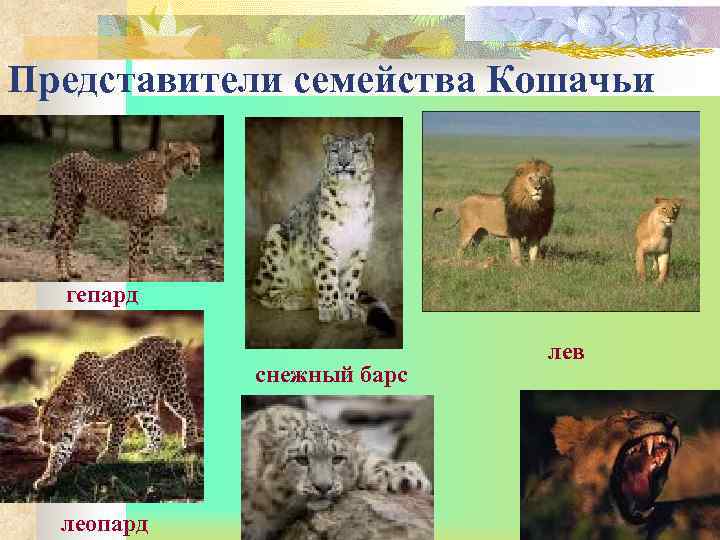 Представители семейства Кошачьи  гепард     лев   снежный барс