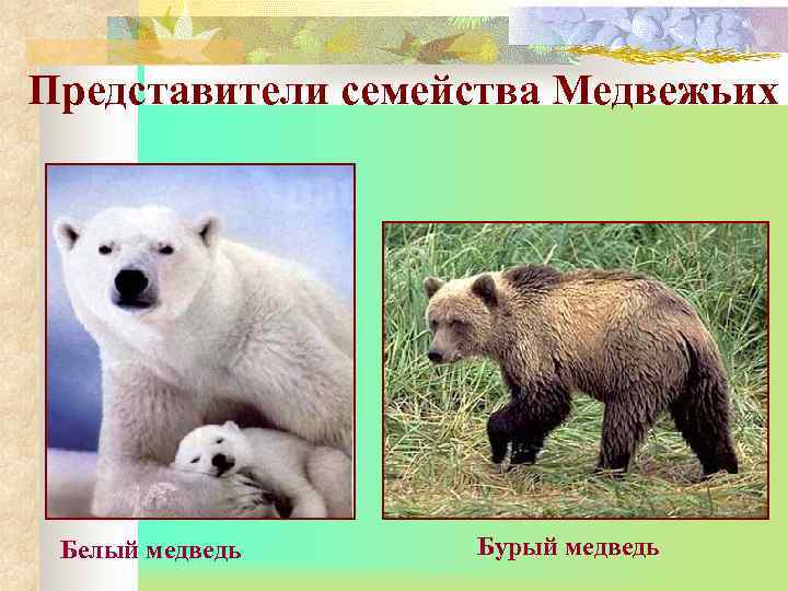 Представители семейства Медвежьих Белый медведь Бурый медведь 