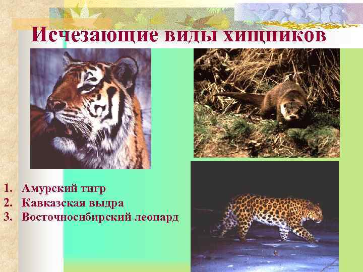   Исчезающие виды хищников 1. Амурский тигр 2. Кавказская выдра 3. Восточносибирский леопард