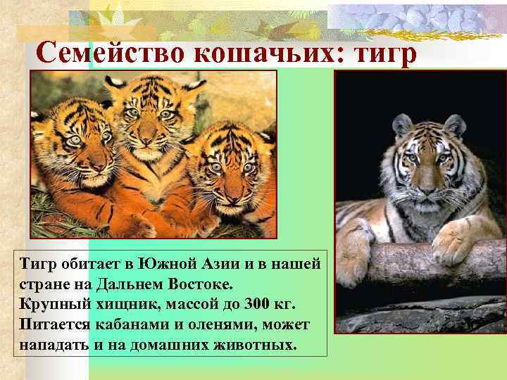  Семейство кошачьих: тигр Тигр обитает в Южной Азии и в нашей стране на