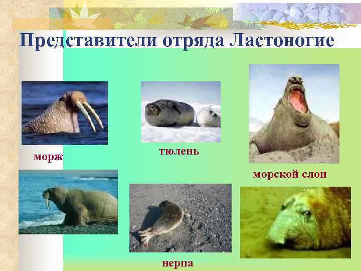 Представители отряда Ластоногие морж  тюлень    морской слон   