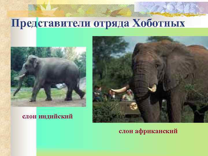 Представители отряда Хоботных слон индийский    слон африканский 