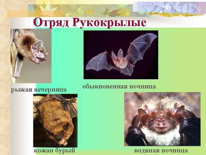  Отряд Рукокрылые рыжая вечерница обыкновенная ночница  кожан бурый   водяная ночница
