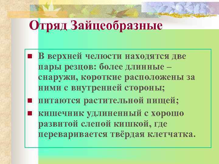 Отряд Зайцеобразные n  В верхней челюсти находятся две пары резцов: более длинные –