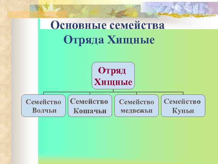 Хищные характеристика и представители. Отряд Хищные общая характеристика таблица. Отряд Хищные семейства характеристика. Семь семейств отряда Хищные. Характеристика отряда Хищные.