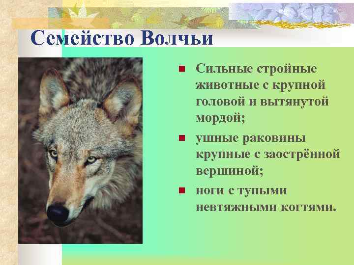 Семейство Волчьи   n  Сильные стройные   животные с крупной 