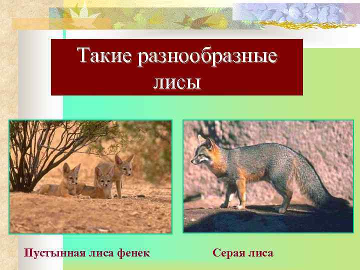   Такие разнообразные   лисы Пустынная лиса фенек  Серая лиса 