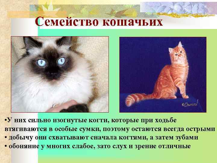   Семейство кошачьих • У них сильно изогнутые когти, которые при ходьбе втягиваются
