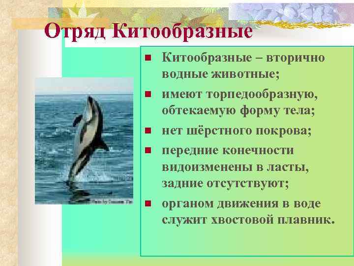 Отряд Китообразные   n  Китообразные – вторично   водные животные; 