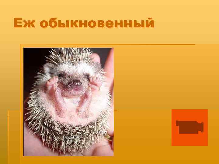 Еж обыкновенный 