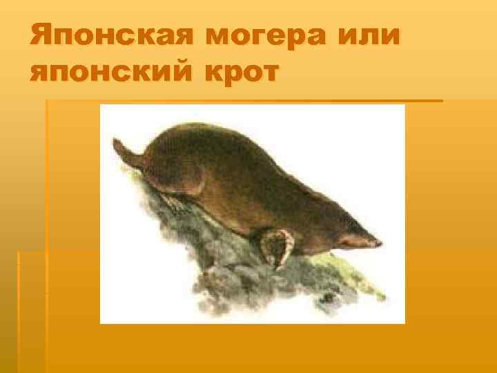 Японская могера или японский крот 