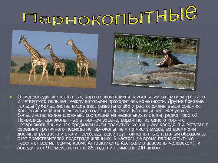 ►  Отряд объединяет копытных, характеризующихся наибольшим развитием третьего и четвертого пальцев, между которыми
