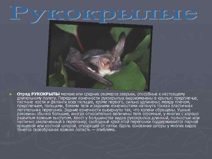 ►  Отряд РУКОКРЫЛЫ мелкие или средних размеров зверьки, способные к настоящему длительному полету.