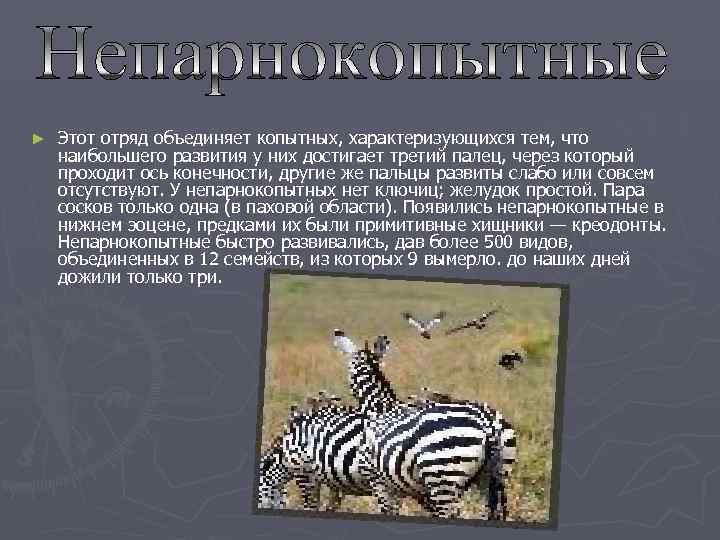 ►  Этот отряд объединяет копытных, характеризующихся тем, что наибольшего развития у них достигает
