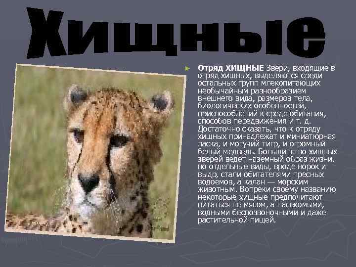 ►  Отряд ХИЩНЫЕ Звери, входящие в отряд хищных, выделяются среди остальных групп млекопитающих