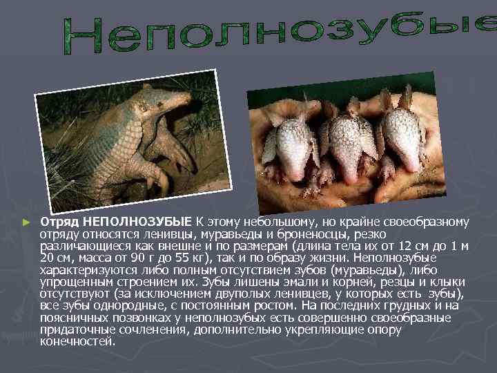 ►  Отряд НЕПОЛНОЗУБЫЕ К этому небольшому, но крайне своеобразному отряду относятся ленивцы, муравьеды