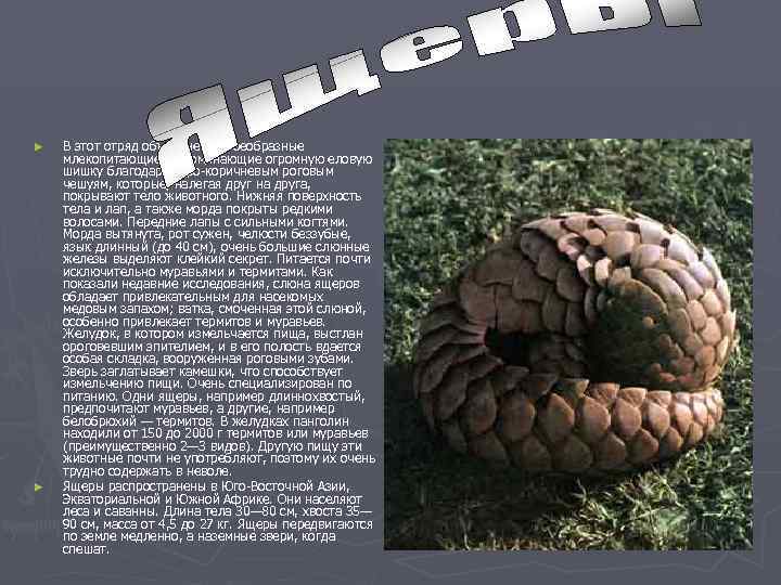 ►  В этот отряд объединены своеобразные млекопитающие, напоминающие огромную еловую шишку благодаря серо-коричневым