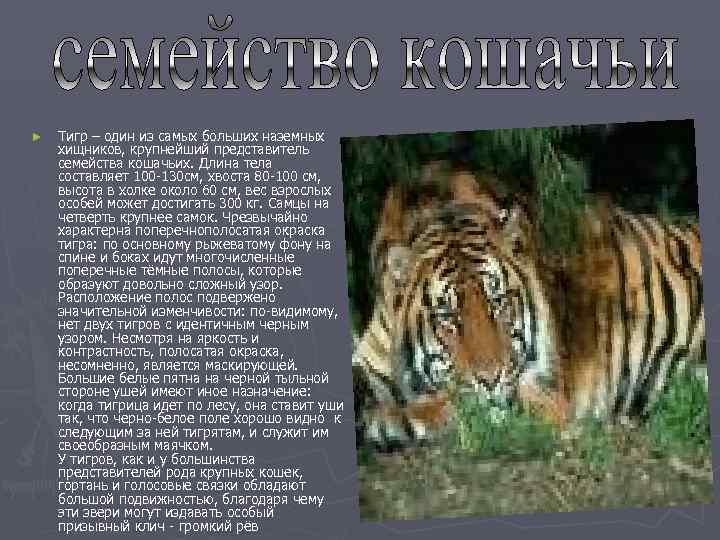 ►  Тигр – один из самых больших наземных хищников, крупнейший представитель семейства кошачьих.