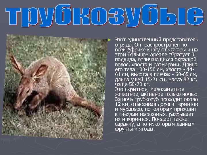 ►  Этот единственный представитель отряда. Он распространен по всей Африке к югу от