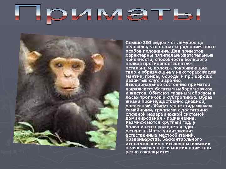 ►  Свыше 200 видов - от лемуров до человека, что ставит отряд приматов