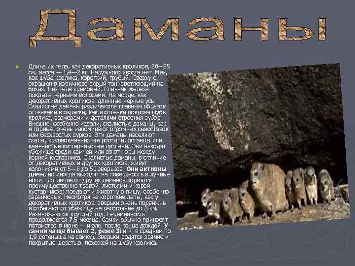 ►  Длина их тела, как декоративных кроликов, 30— 55 см, масса — 1,