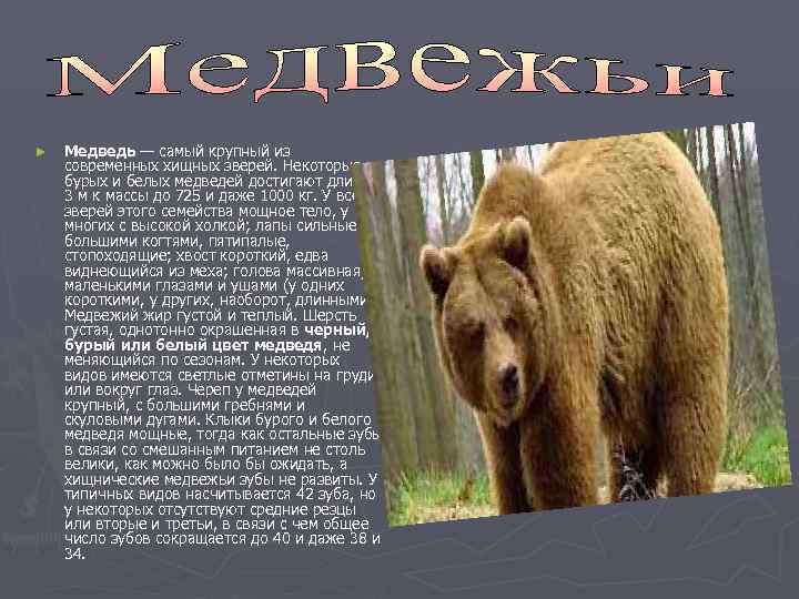 ►  Медведь — самый крупный из современных хищных зверей. Некоторые из бурых и