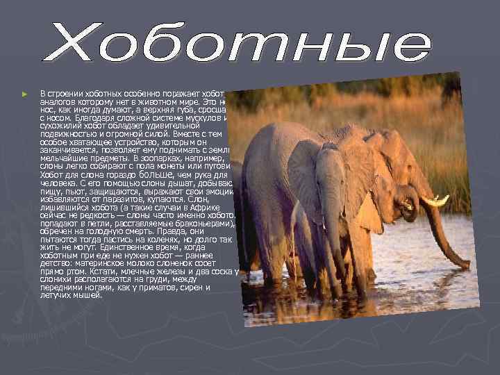 ►  В строении хоботных особенно поражает хобот,  аналогов которому нет в животном