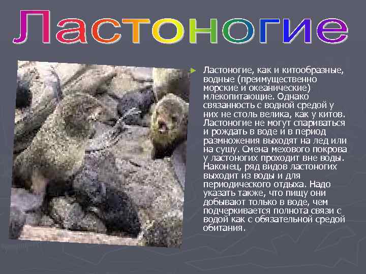 ►  Ластоногие, как и китообразные,  водные (преимущественно морские и океанические) млекопитающие. Однако
