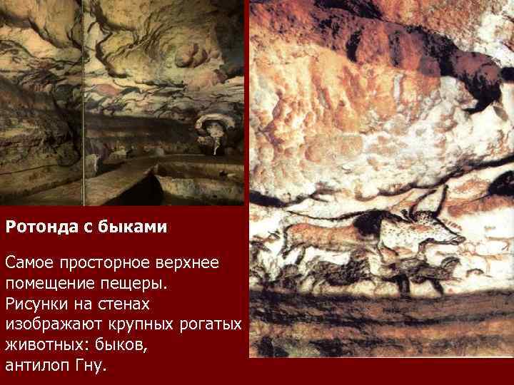 Ротонда с быками Самое просторное верхнее помещение пещеры. Рисунки на стенах  изображают крупных