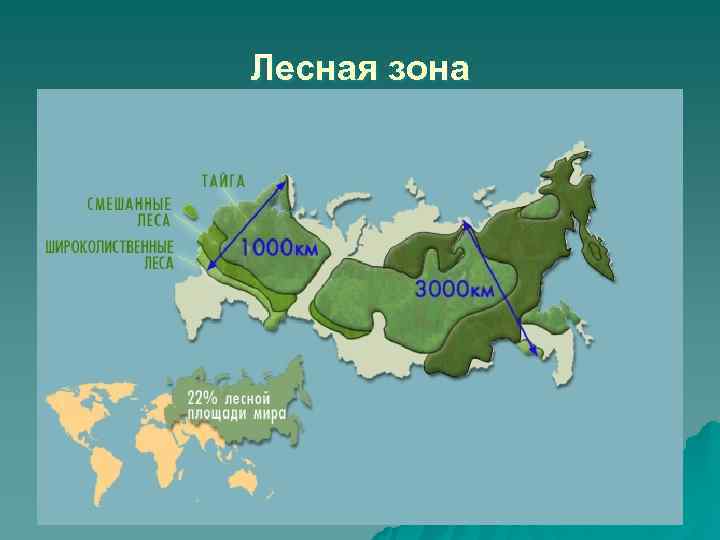 Лесная зона 