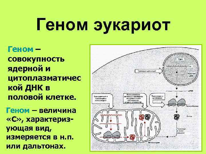   Геном эукариот Геном – совокупность ядерной и цитоплазматичес кой ДНК в половой
