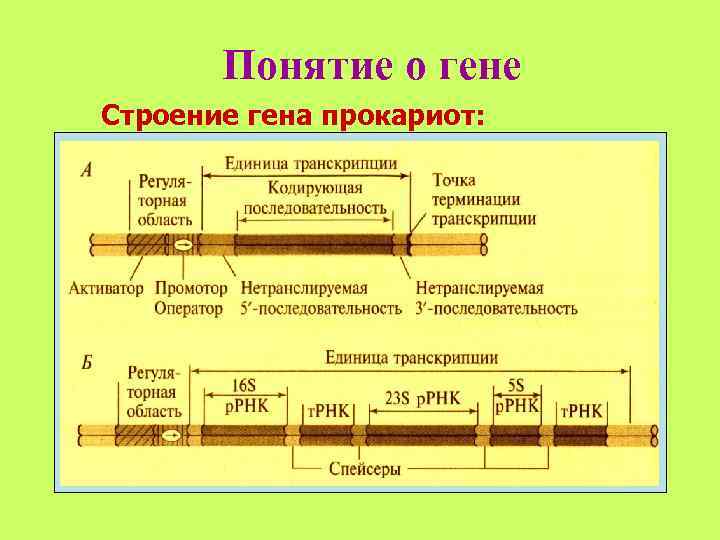   Понятие о гене Строение гена прокариот: 
