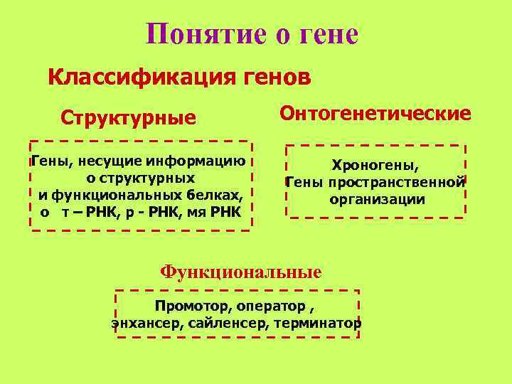    Понятие о гене  Классификация генов  Структурные   