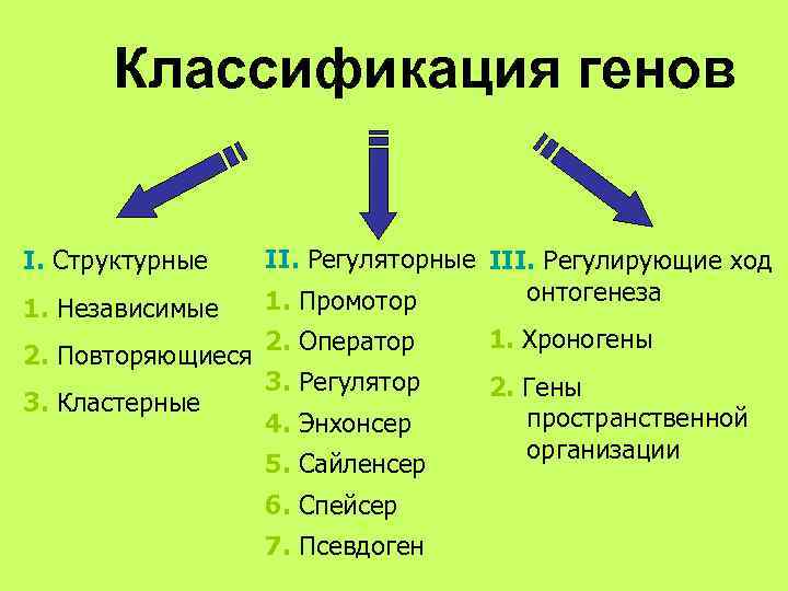  Классификация генов  I. Структурные II. Регуляторные III. Регулирующие ход   