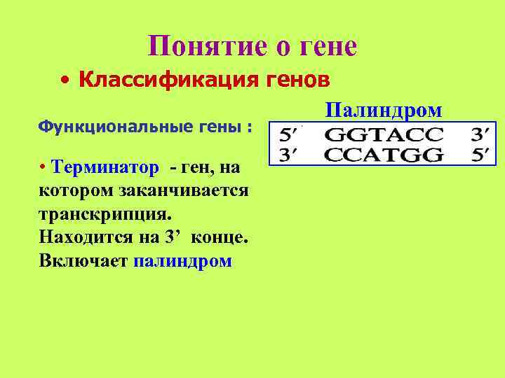   Понятие о гене  • Классификация генов    Палиндром Функциональные