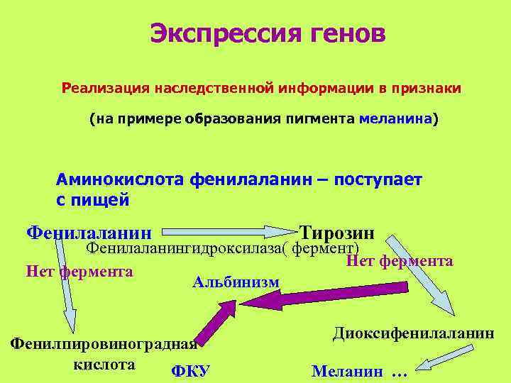     Экспрессия генов Реализация наследственной информации в признаки   (на