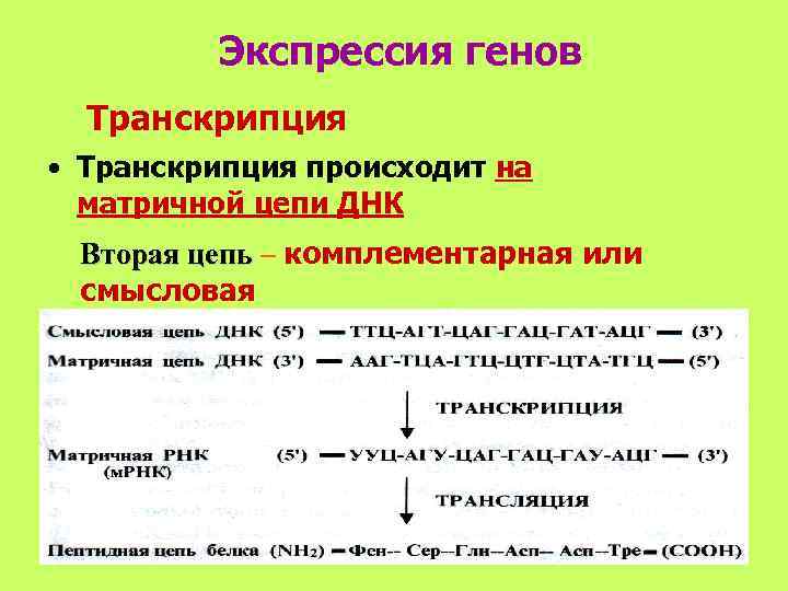    Экспрессия генов  Транскрипция • Транскрипция происходит на  матричной цепи