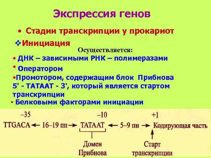   Экспрессия генов • Стадии транскрипции у прокариот v. Инициация   